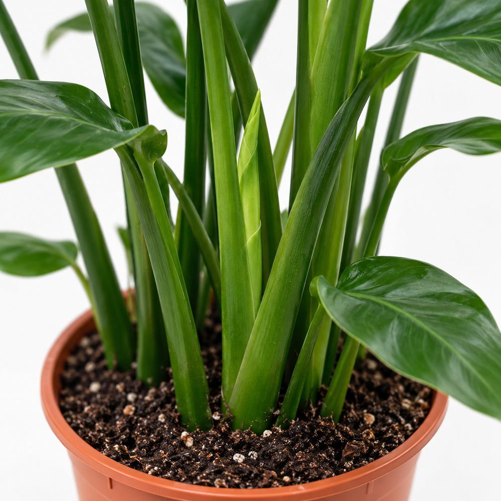 Strelitzia Nicolai, Nahaufnahme Wuchs und Triebansatz