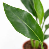Strelitzia Reginea, Nahaufnahme Blatt