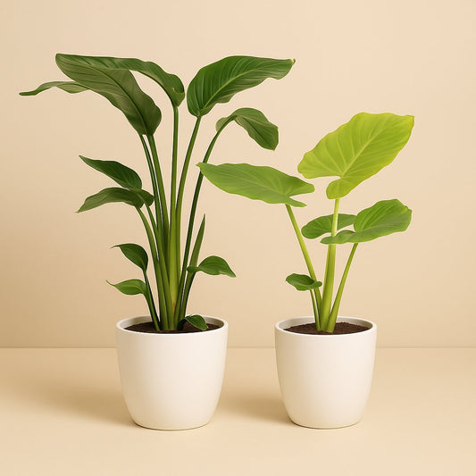Strelitzia Nicolai - 85cm und Alocasia Macrorrhiza - 70cm