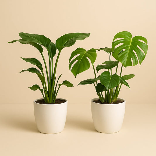 Strelitzia Nicolai - 85cm und Monstera Deliciosa - 75cm