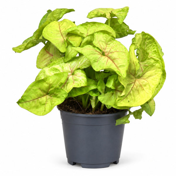 Syngonium Golden Feel Green - 30cm im Kulturtopf