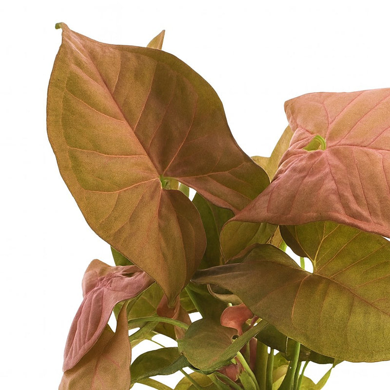 Syngonium Neon - 25cm Detail