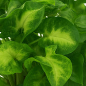 Syngonium Pixie 20cm Nahaufnahme