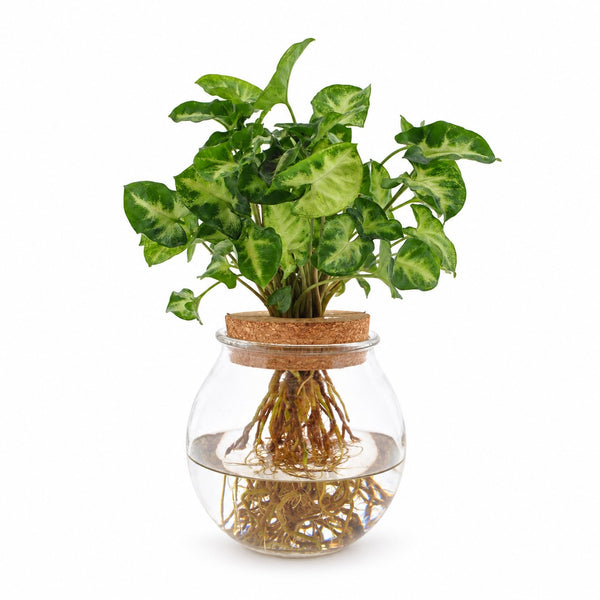 Syngonium Pixie - 30cm im Kulturtopf