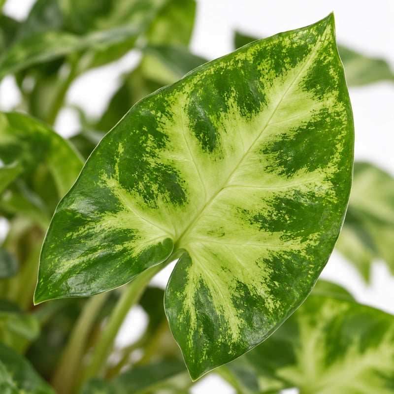 Syngonium Pixie - 30cm Detail