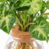 Syngonium Pixie, Nahaufnahme Wuchs und Triebansatz
