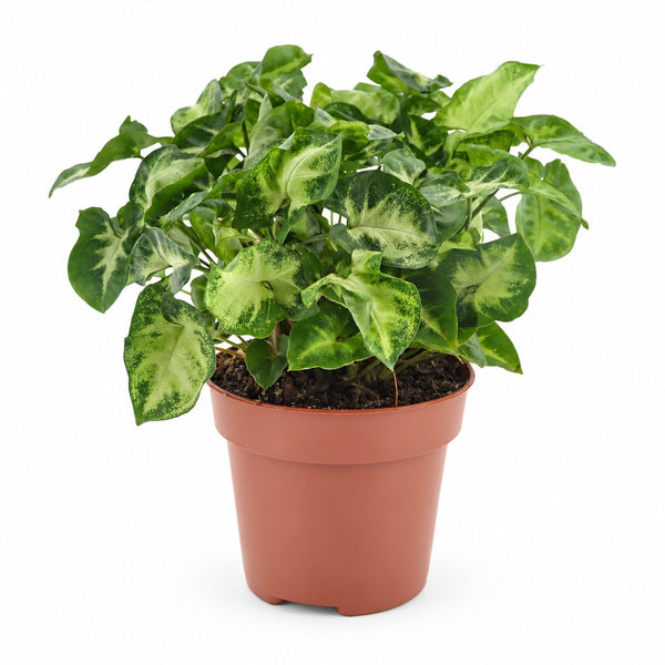 Syngonium Pixie - 20cm im Kulturtopf