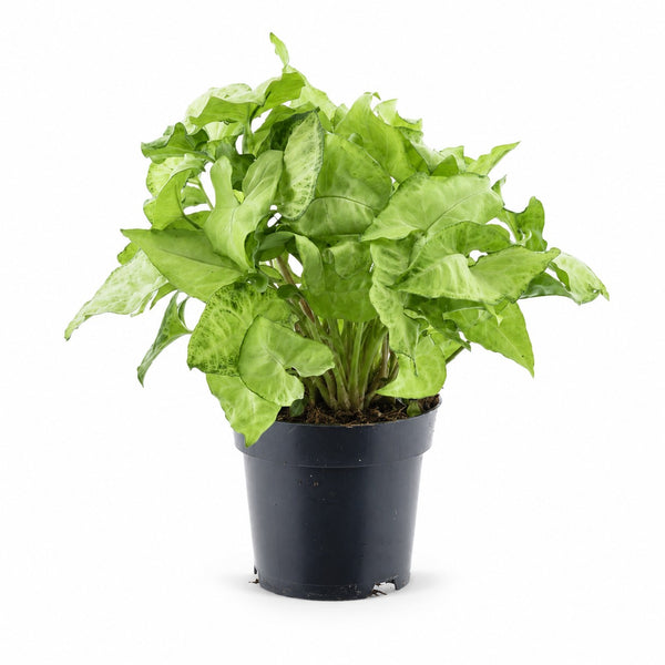 Syngonium White Butterfly Feel Green - 35cm im Kulturtopf
