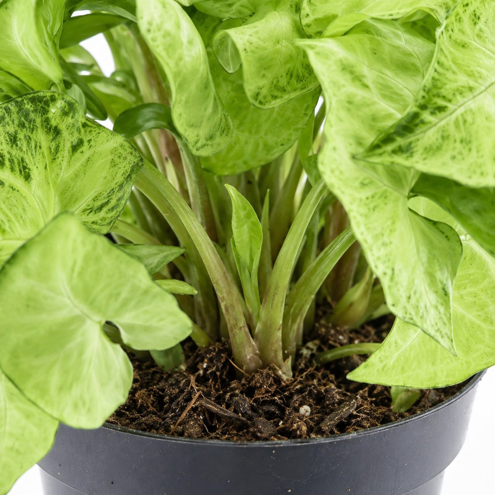 Syngonium White Butterfly Feel Green, Nahaufnahme Wuchs und Triebansatz