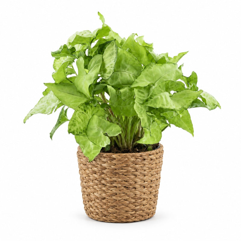 Syngonium White Butterfly Feel Green - 35cm Detail