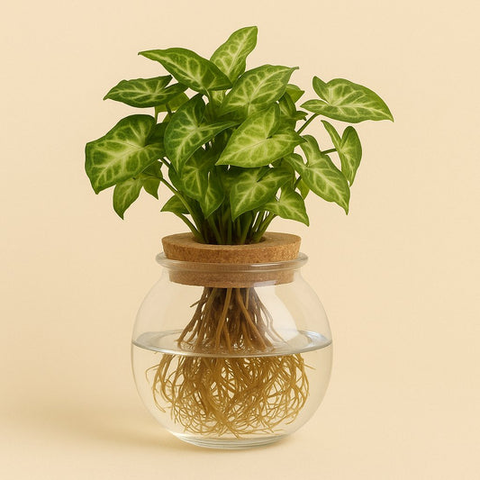 Syngonium Pixie im Bowlglas - 30cm