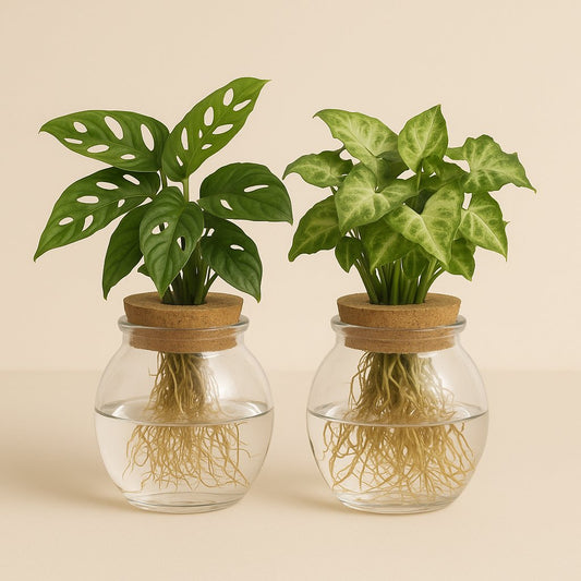 Bowlglas-Duo Monstera Adansonii/Syngonium Green - 12-30cm