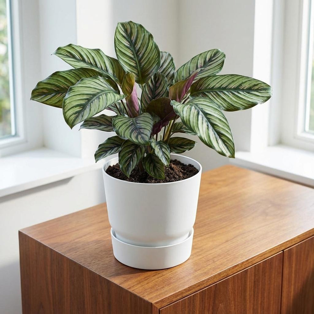 Elho Greenville Weiß – Ø20cm