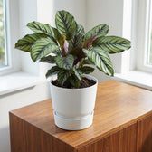Elho Greenville Weiß – Ø20cm