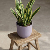Elho Jazz Lavendel – Ø14cm