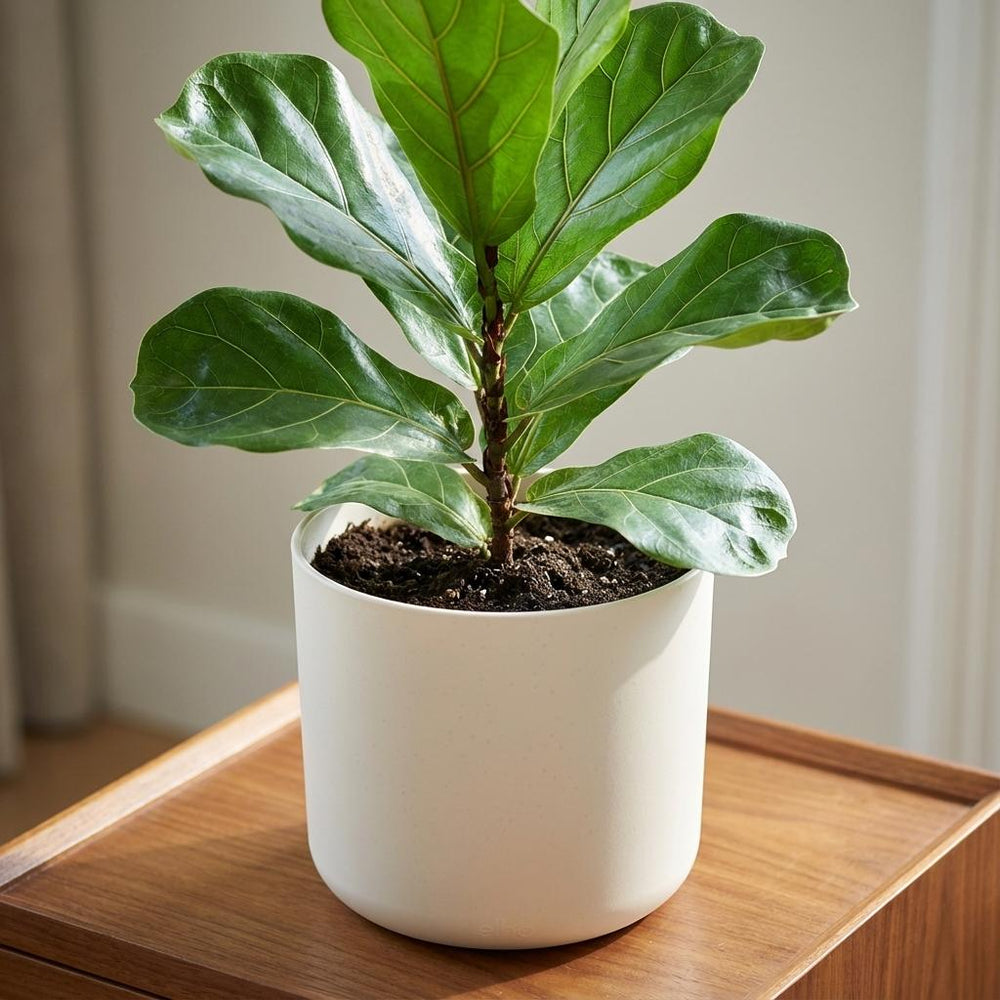 Elho B.for Soft Weiß – Ø14cm