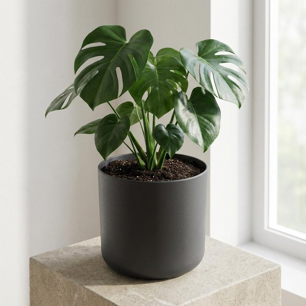 Elho B.for Soft Anthrazit – Ø14cm