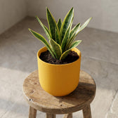 Elho Jazz Bernsteingelb – Ø19cm