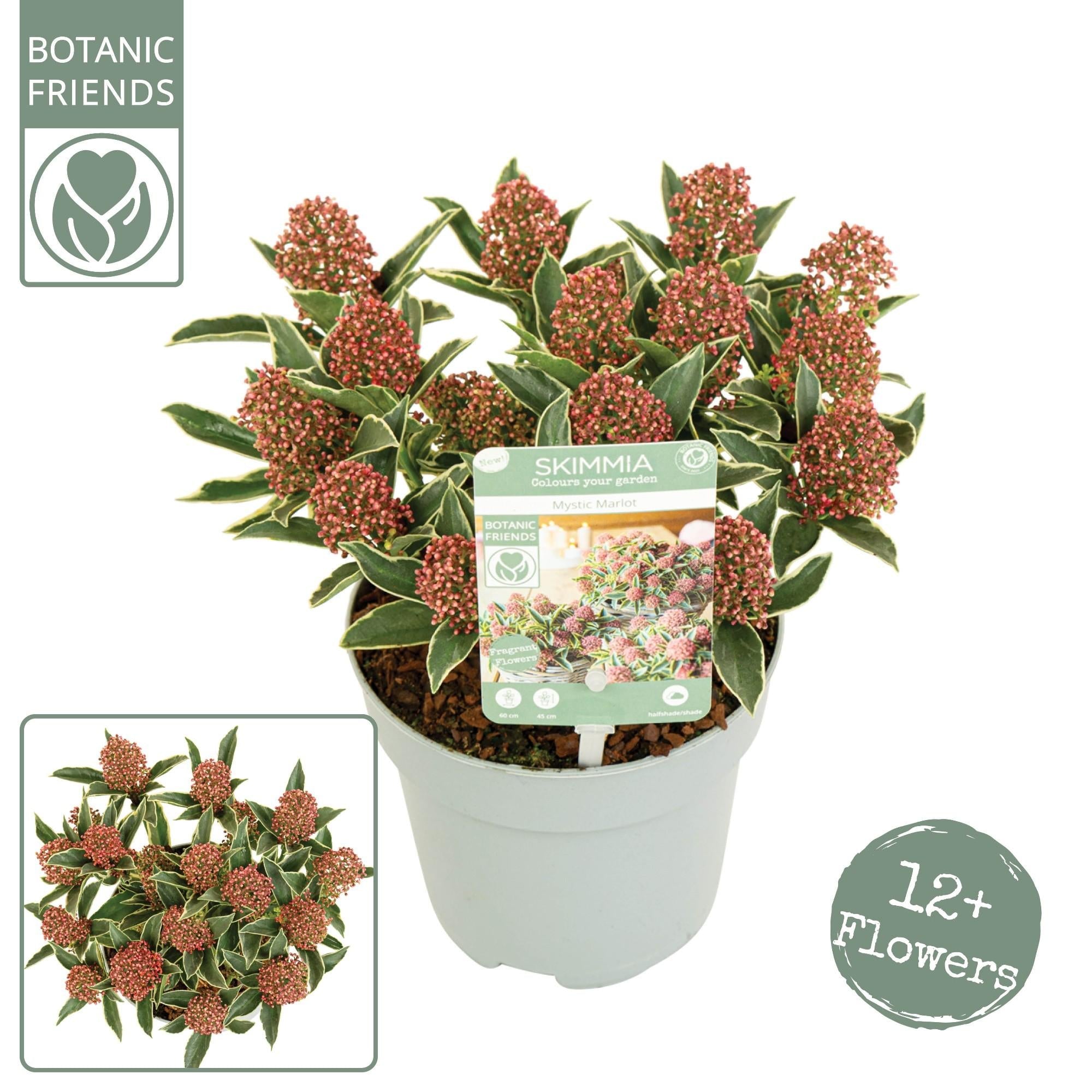 Skimmia Japonica Mystic Marlot - 20cm