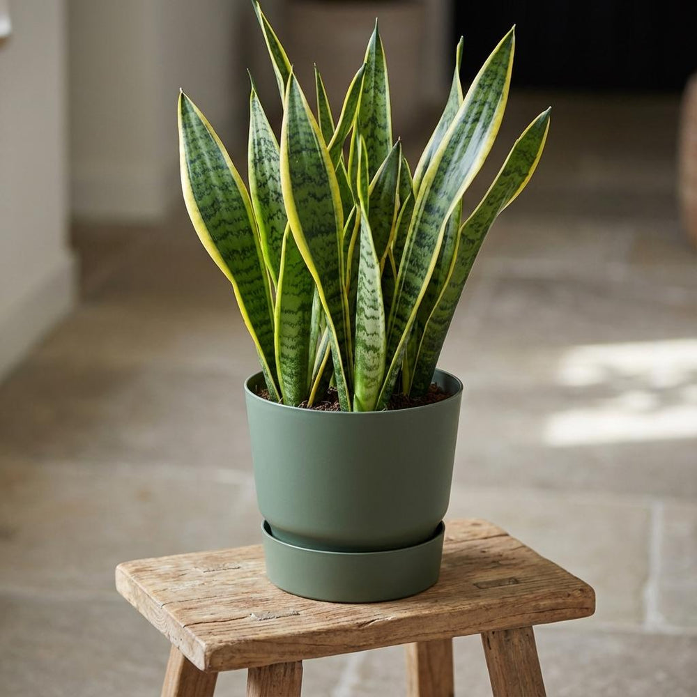 Elho Greenville Grün – Ø20cm