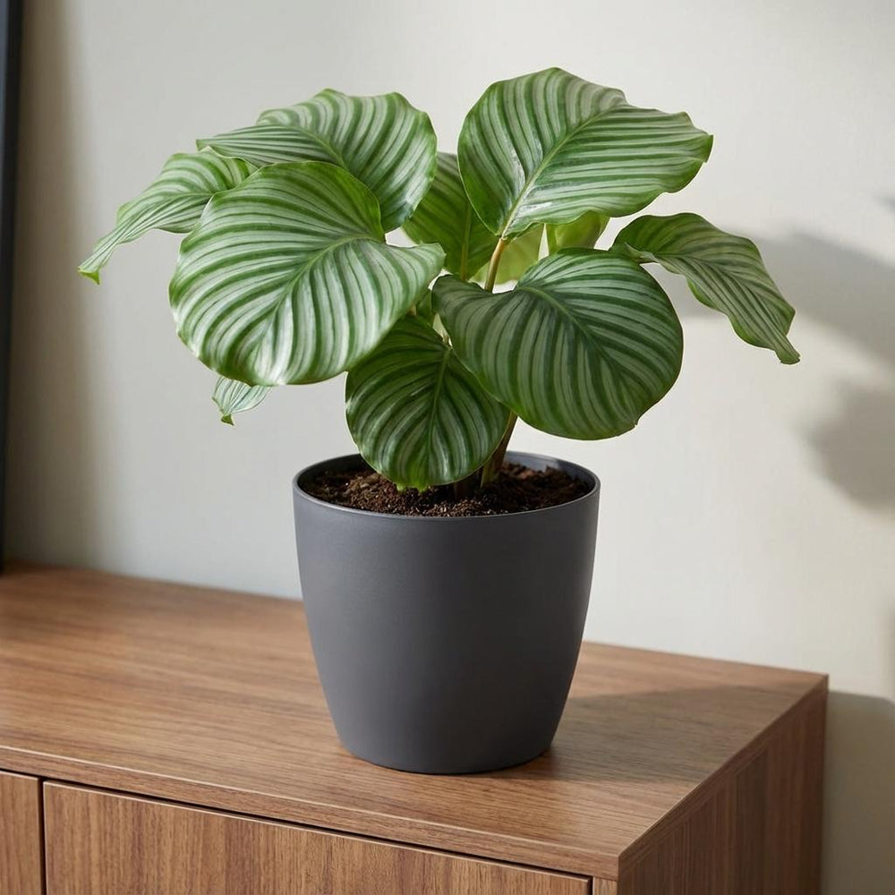 Elho Brussels Anthrazit – Ø25cm