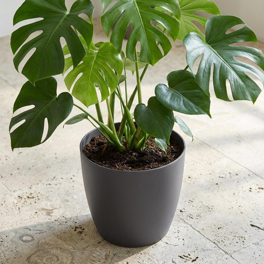 Elho Brussels Anthrazit – Ø30cm