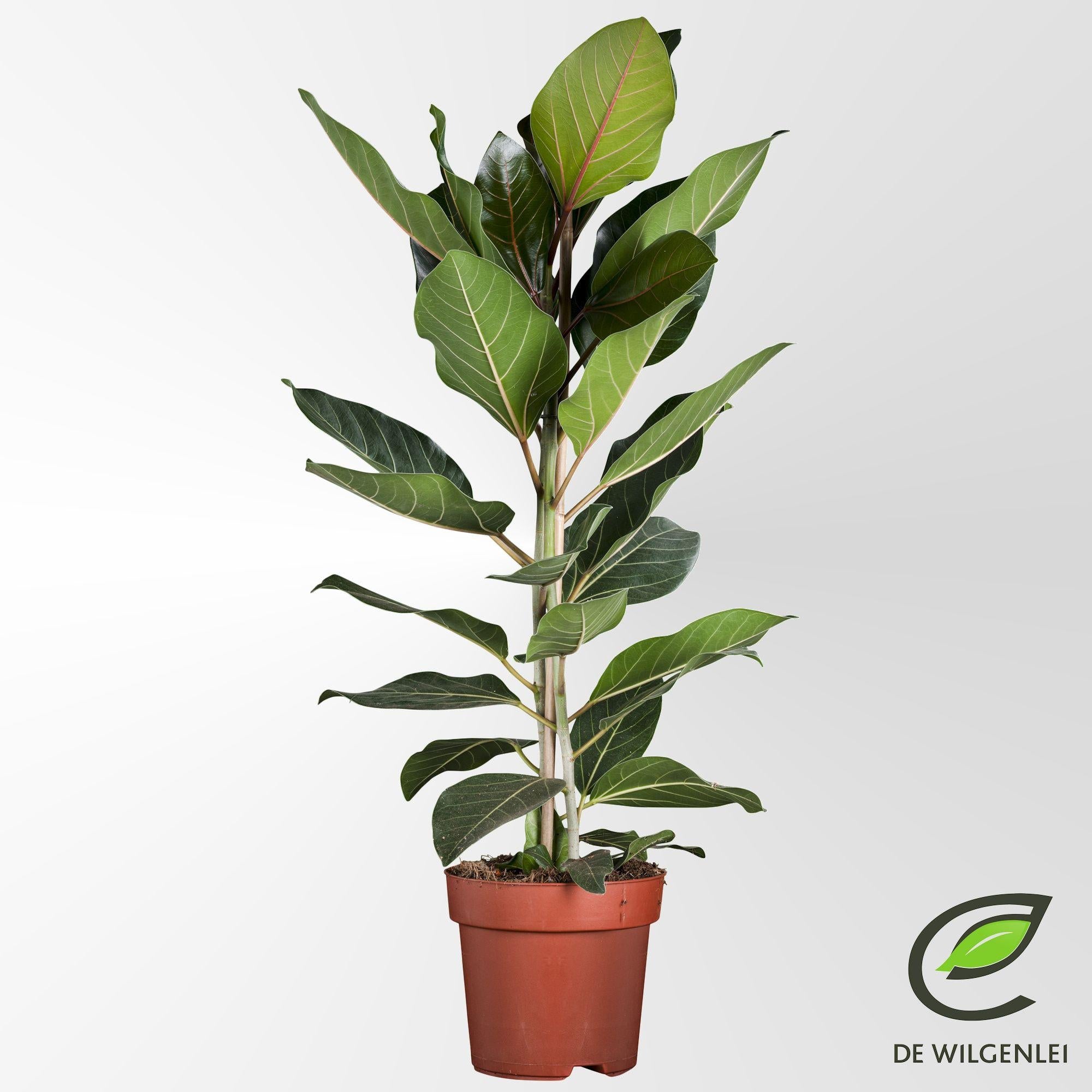 Ficus Benghalensis Joy 90cm im 21cm Topf