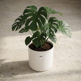 Elho B.for Soft Weiß – Ø30cm