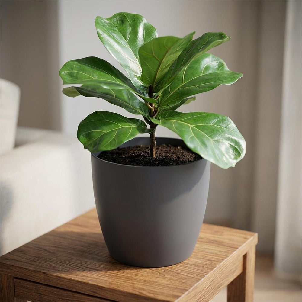 Elho Brussels Anthrazit – Ø20cm