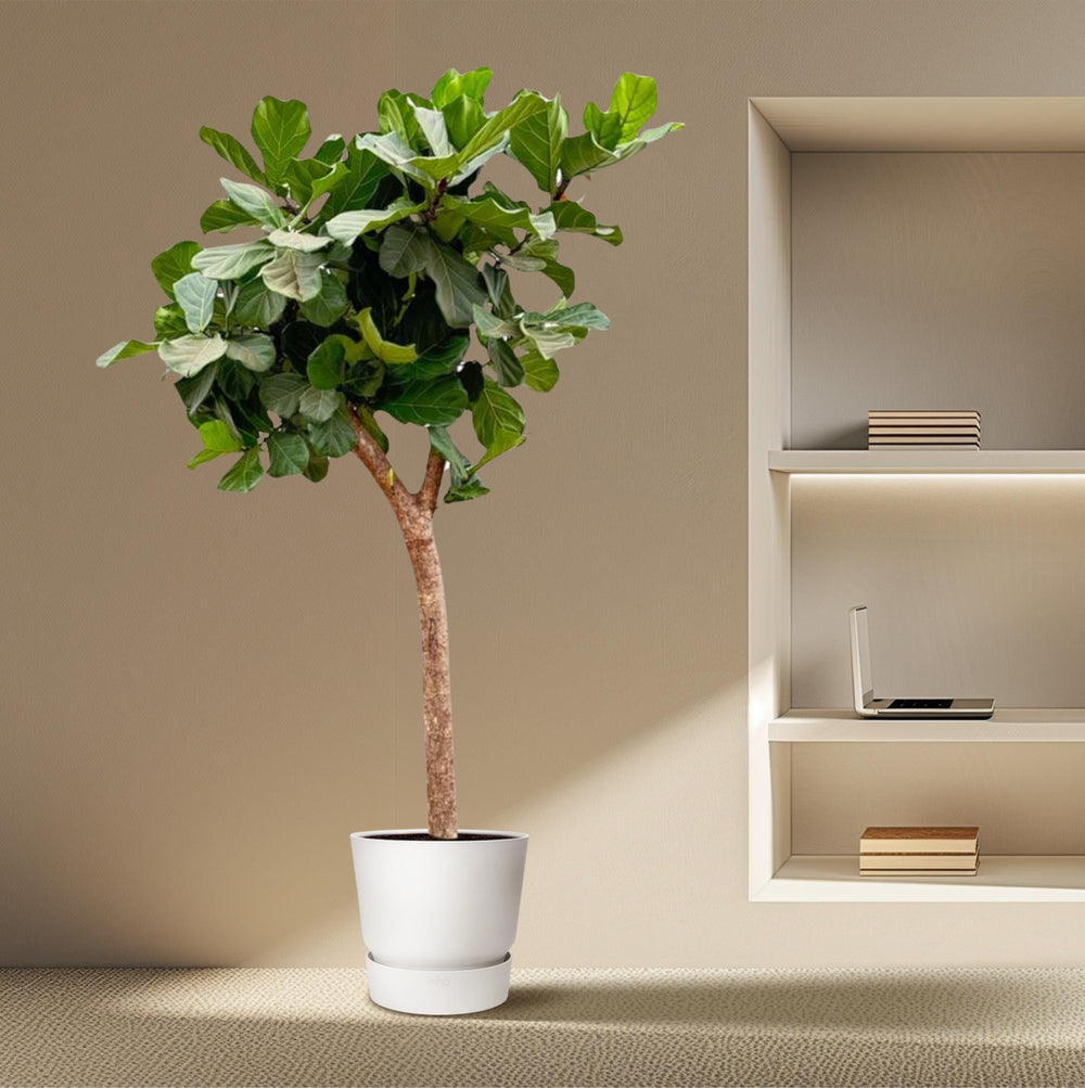 Geigenfeige (Ficus Lyrata)
