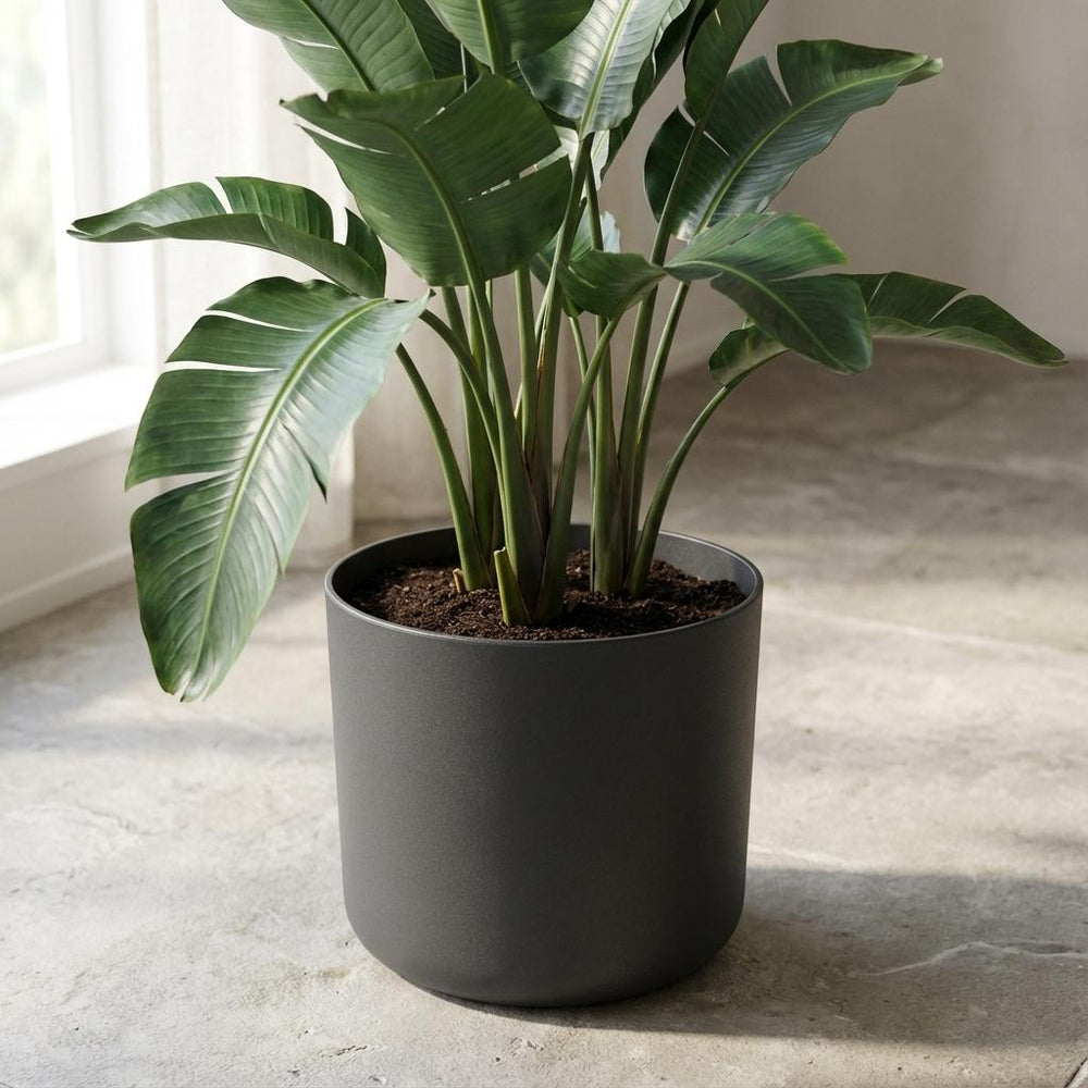 Elho B.for Soft Anthrazit – Ø25cm
