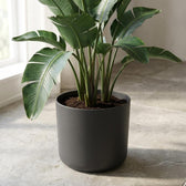Elho B.for Soft Anthrazit – Ø25cm