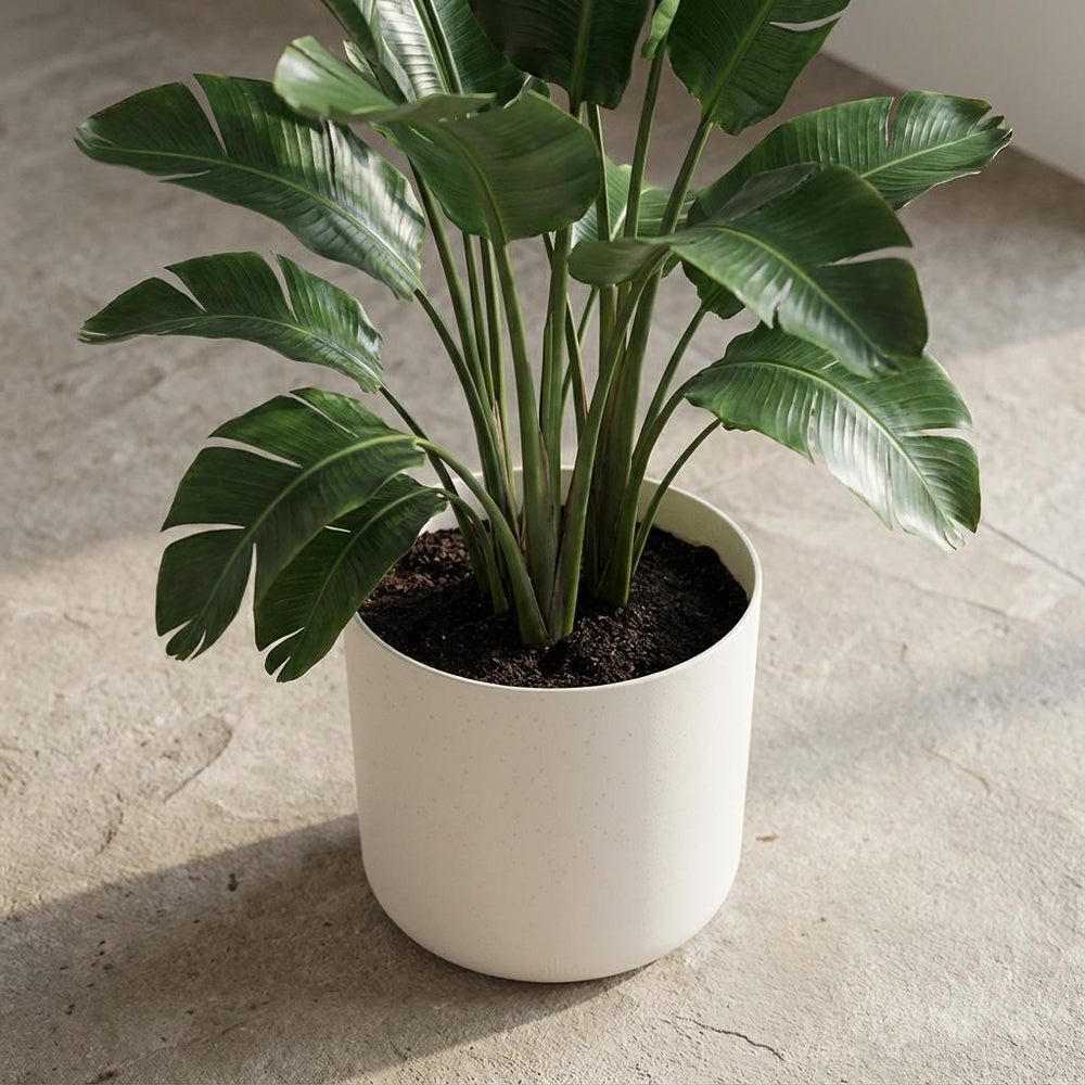 Elho B.for Soft Weiß – Ø35cm