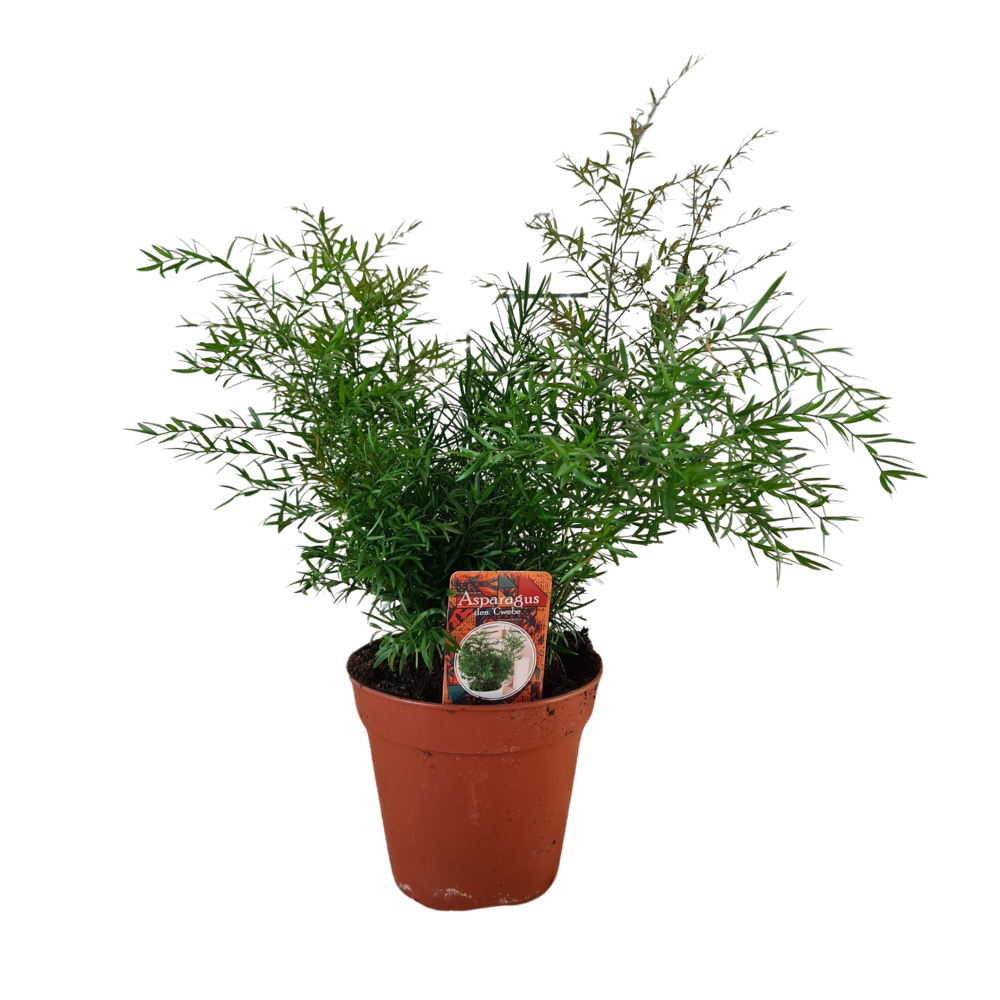 Asparagus Densiflorus Cwebe - 30cm