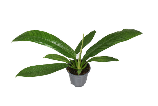 Philodendron Campiii - 40cm