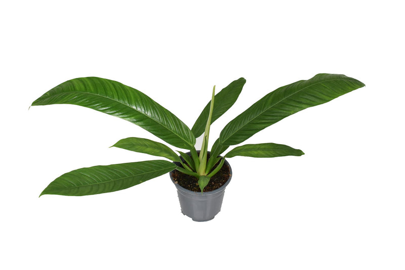 Philodendron Campiii - 40cm Detail