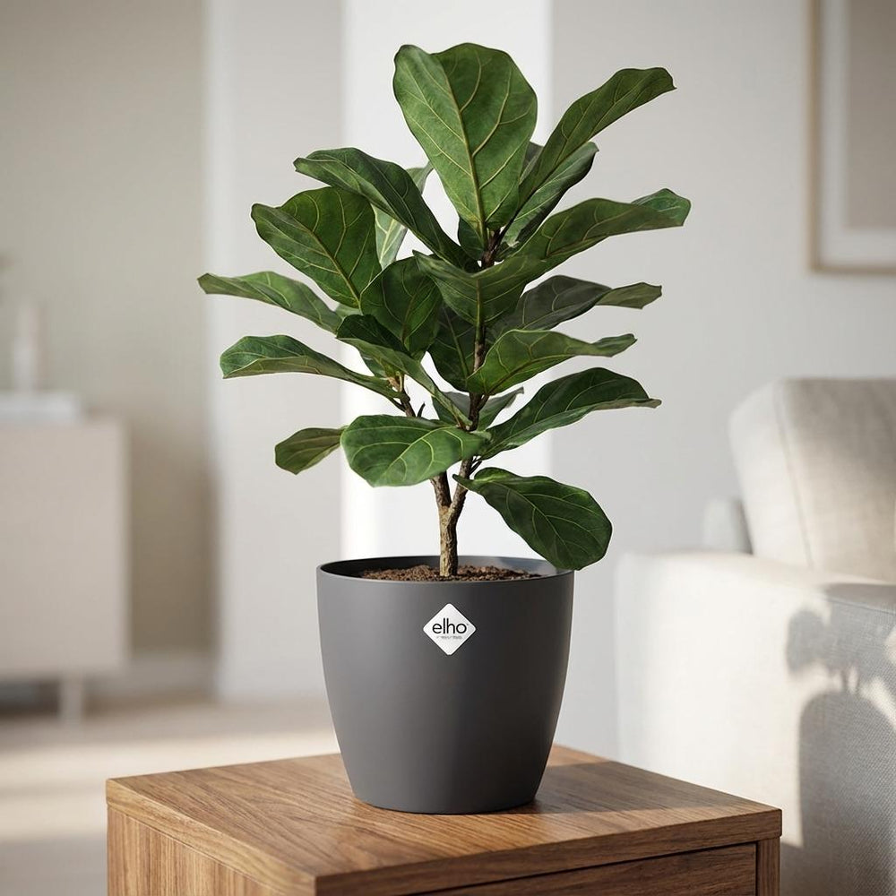 Elho Brussels Anthrazit – Ø30cm