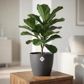 Elho Brussels Anthrazit – Ø30cm