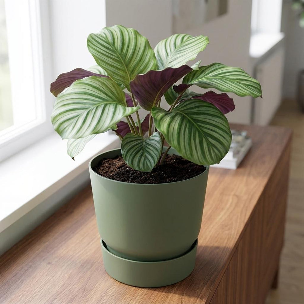 Elho Greenville Grün – Ø30cm