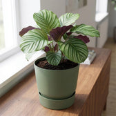 Elho Greenville Grün – Ø30cm