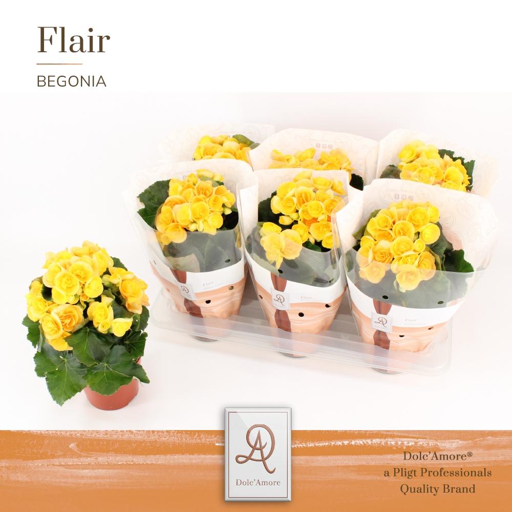 Begonia Nadine - 31cm
