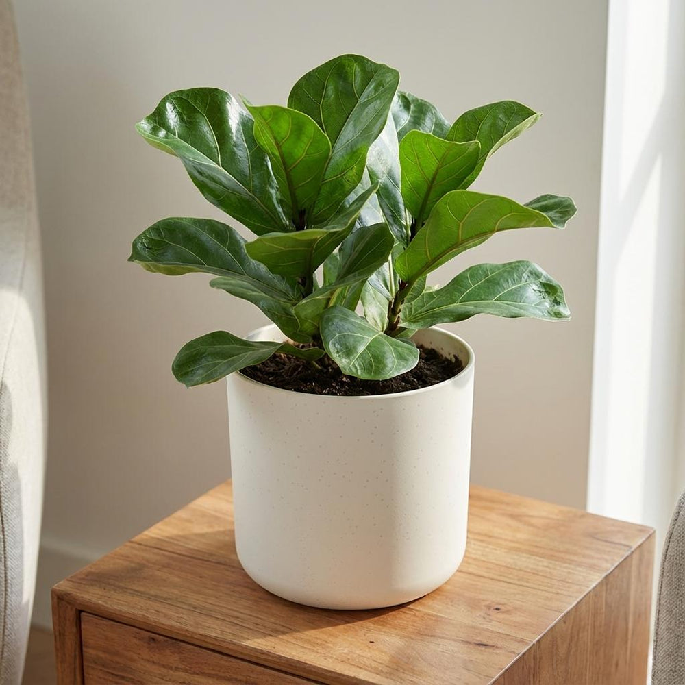 Elho B.for Soft Weiß – Ø35cm