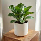 Elho B.for Soft Weiß – Ø35cm