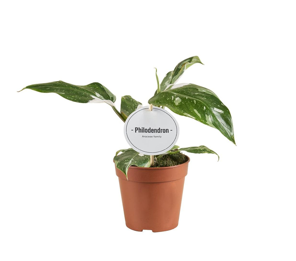 Philodendron White Princess 30cm im 12cm Topf B-Ware