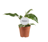 Philodendron White Princess 30cm im 12cm Topf B-Ware
