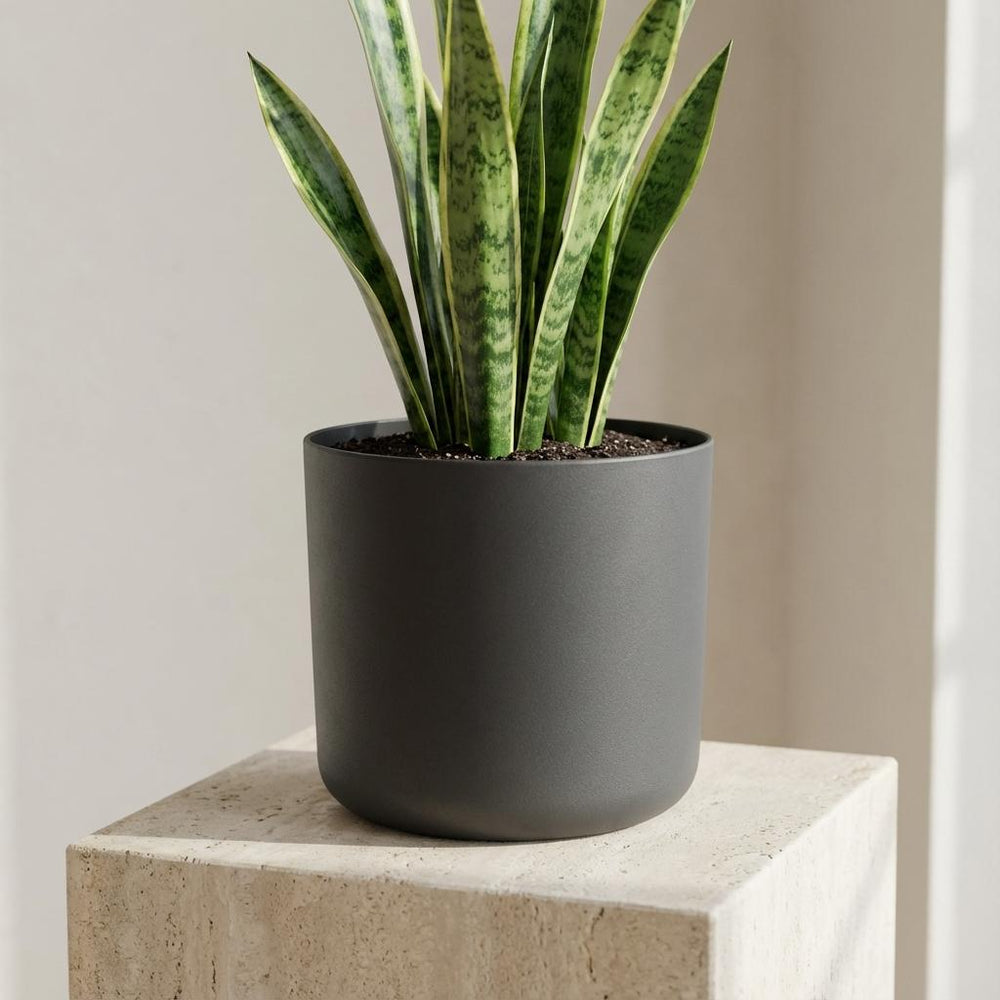 Elho B.for Soft Anthrazit – Ø16cm