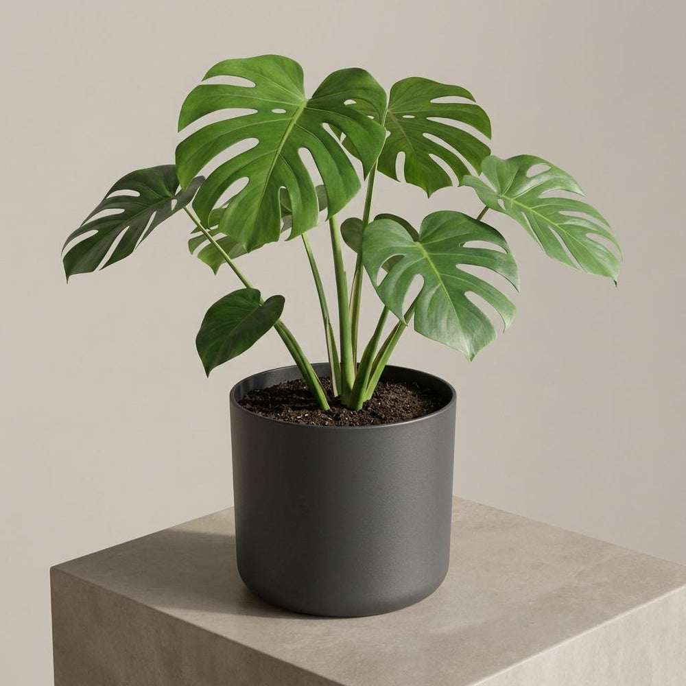 Elho B.for Soft Anthrazit – Ø16cm