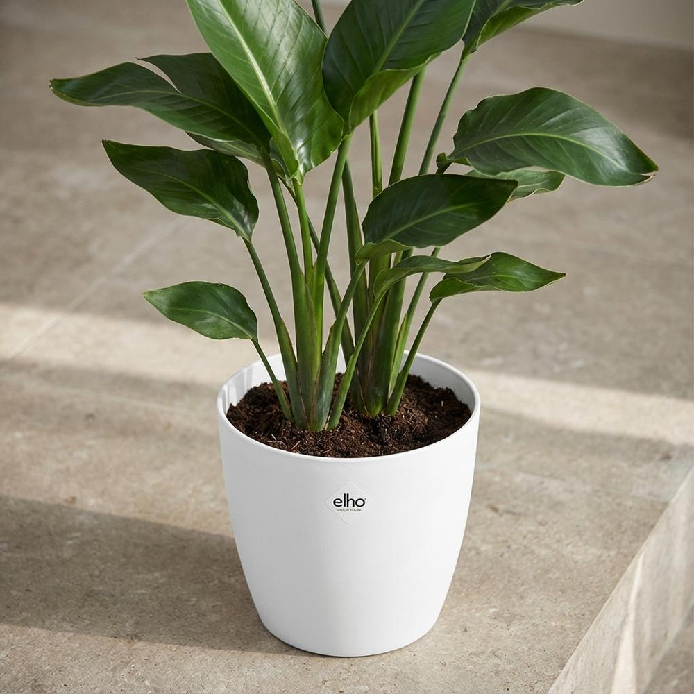 Elho Brussels Weiß – Ø25cm