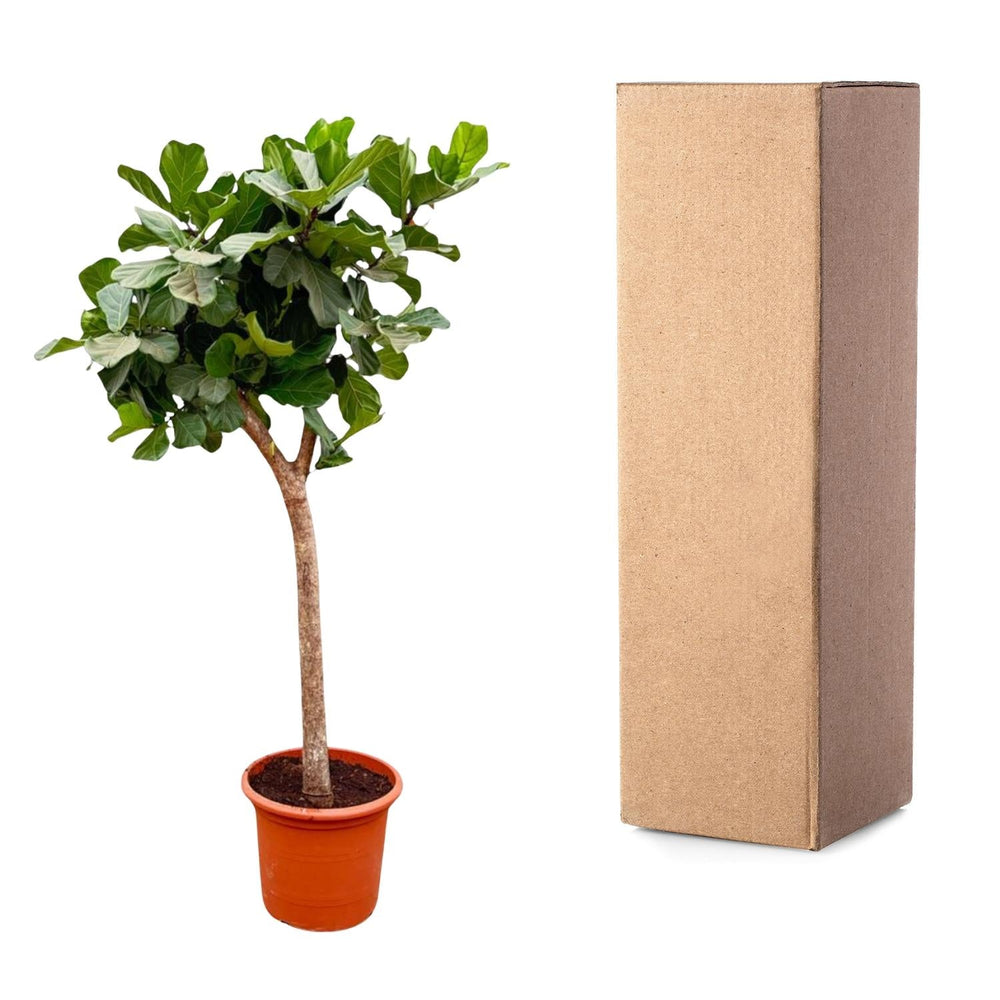 Geigenfeige (Ficus Lyrata)