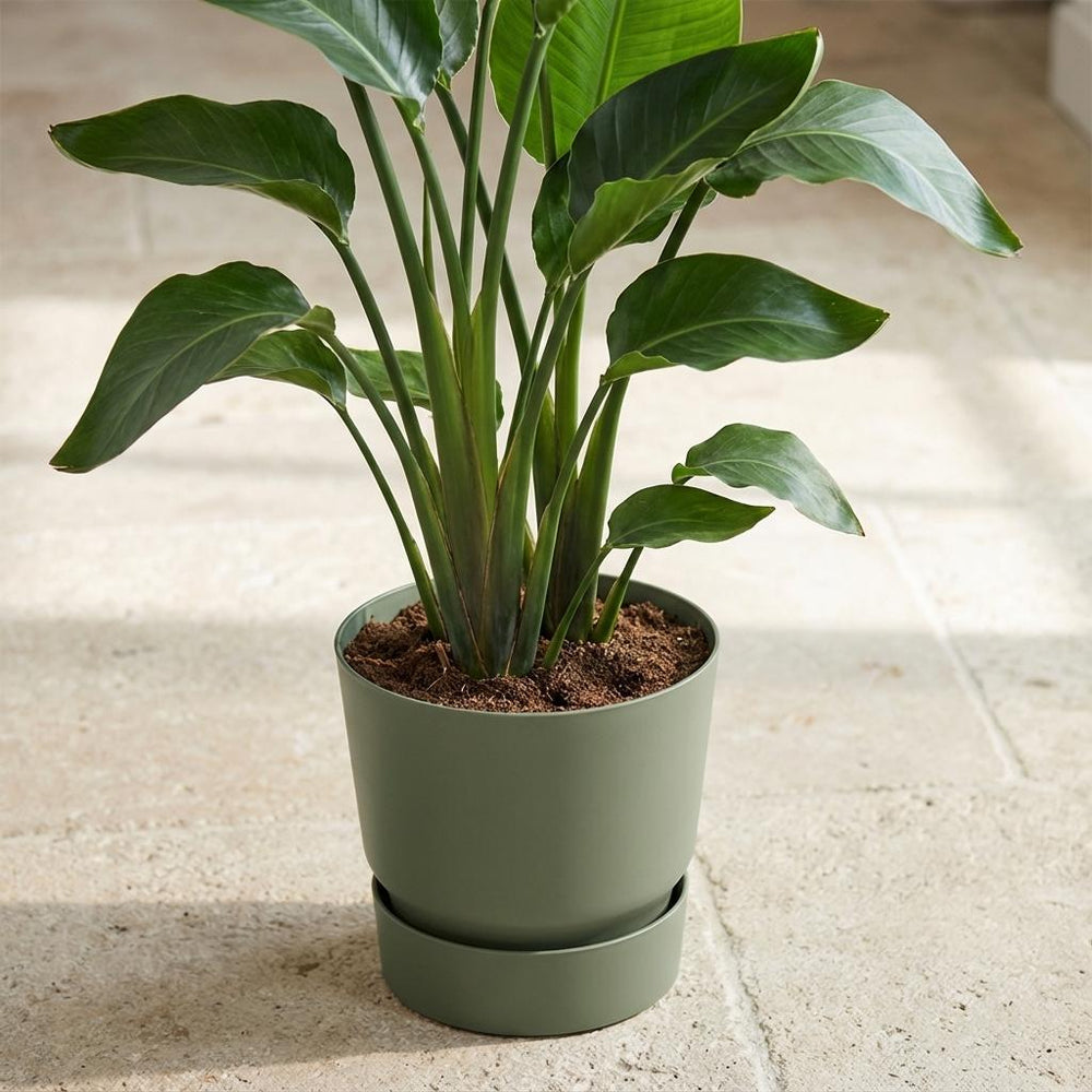 Elho Greenville Grün – Ø20cm